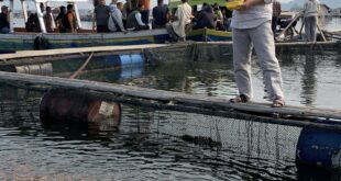 Antisipasi Pangan Mahal, PKS Jabar Bekali Kader Budidaya Ikan Langsung di Waduk Cirata – DPW PKS Jawa Barat